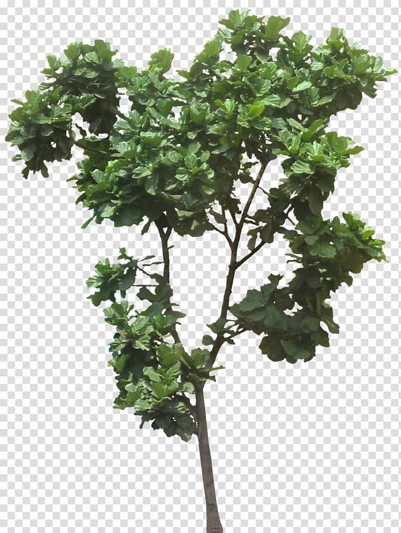 Fiddle-leaf fig Ficus microcarpa Weeping fig Common fig Plumeria rubra, jungle transparent background PNG clipart