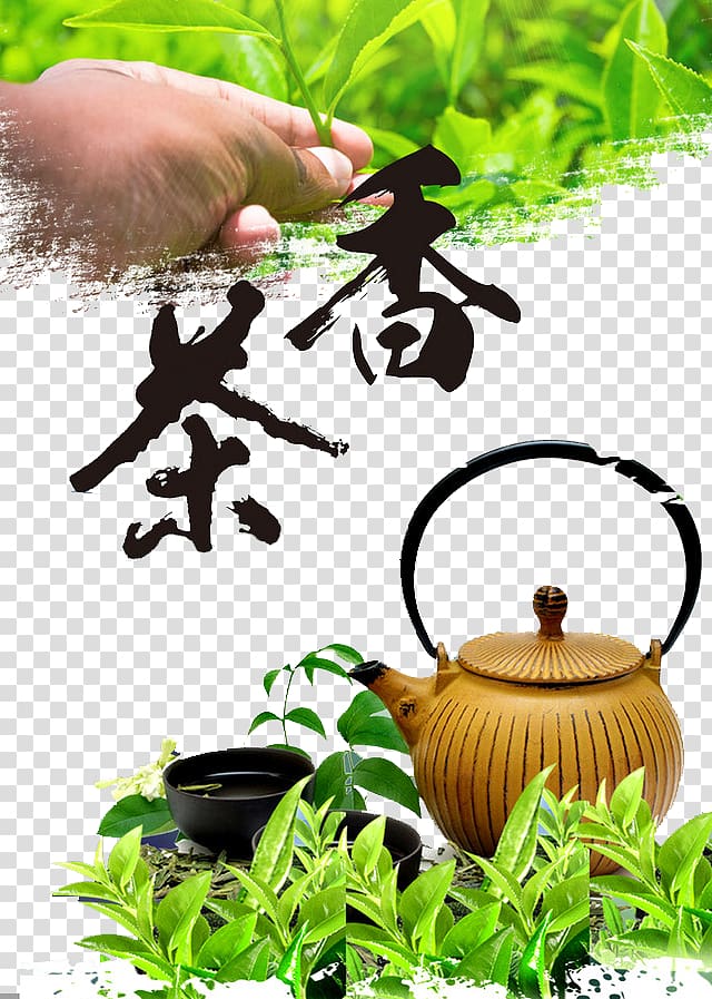 Green tea Coffee White tea Oolong, Tea Tea Tea Culture transparent background PNG clipart