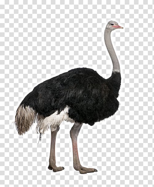 Common ostrich Bird , Bird transparent background PNG clipart