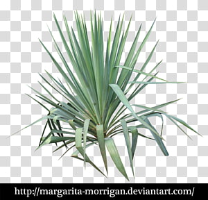 Yucca - Yoga Plant PNG Transparent With Clear Background ID 190091