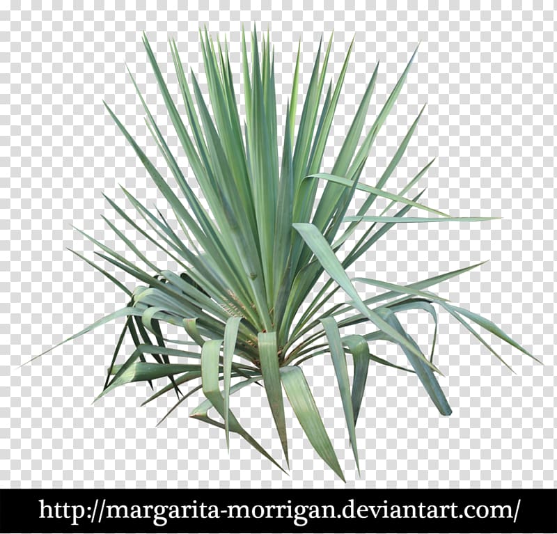 Plant stem Leaf Yucca, yucca transparent background PNG clipart