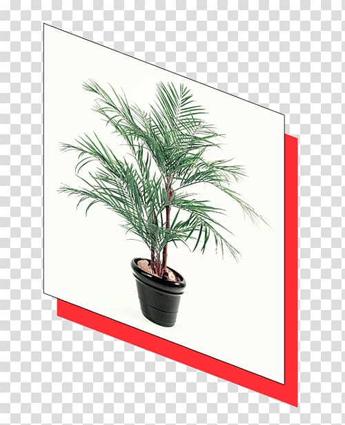 Date palm Areca palm Flowerpot Houseplant Arecaceae, Areca Palm transparent background PNG clipart
