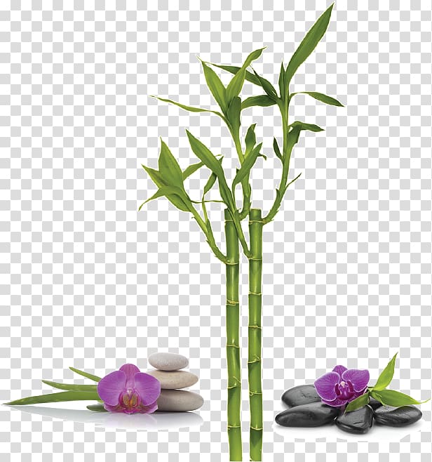 Lucky bamboo Bamboe Vase Trellis, lucky bamboo transparent background PNG clipart