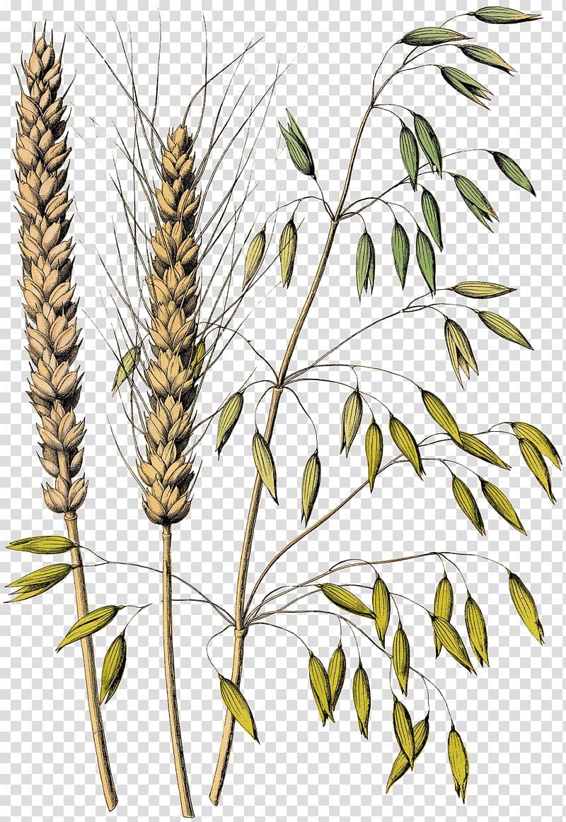 Graphics Wheat Barley Illustration Malt, wheat, hand, branch, poster png |  Klipartz