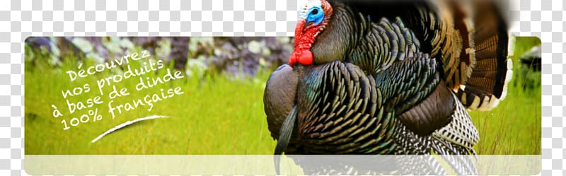 Meleagrididae Hindicilik Chicken Amerikan bronz Bird, halal hui transparent background PNG clipart