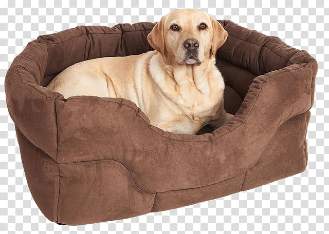Dog grooming Puppy Bed Pet, fancy dog transparent background PNG clipart
