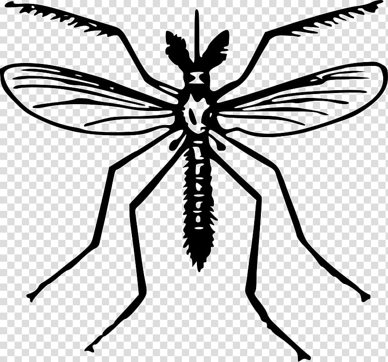 Yellow fever mosquito Zika virus Health , mosquito transparent background PNG clipart