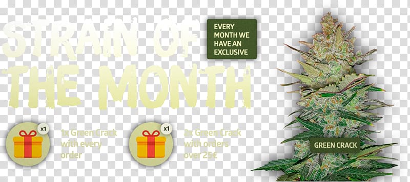 Cannabis Christmas tree Spruce Fir, fasting month transparent background PNG clipart