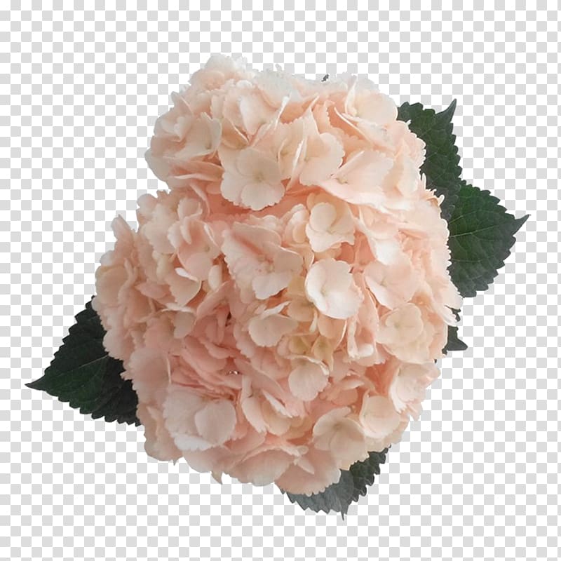 Hydrangea Peach Pink Rose Color, hydrangea transparent background PNG clipart