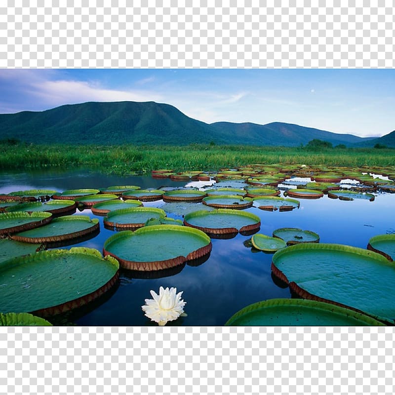 Bonito Pantanal Amazon rainforest Water lilies Wetland, water lilies transparent background PNG clipart