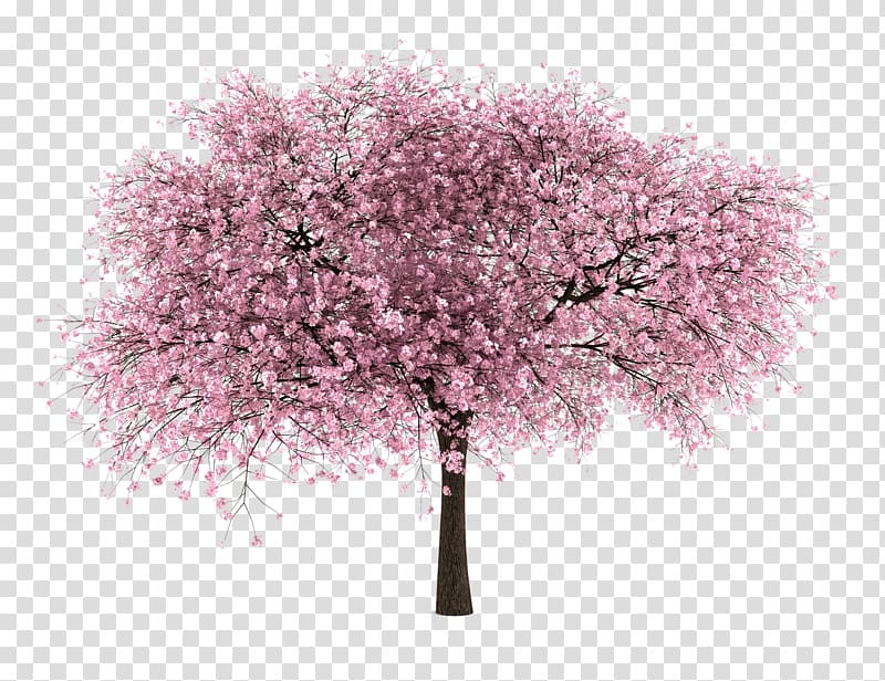pink Cherry Blossom, International Cherry Blossom Festival Tree, Almond Tree transparent background PNG clipart