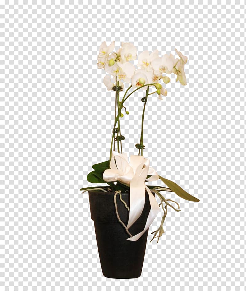 Moth orchids Floral design Cut flowers Vase, decorative orchid transparent background PNG clipart