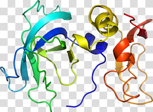 Line Organism Point , line transparent background PNG clipart thumbnail