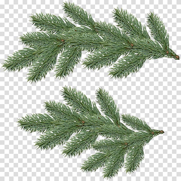 Fir Pine , others transparent background PNG clipart