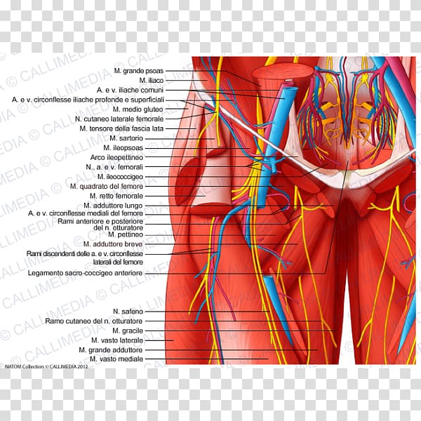 Pelvis Thigh Hip Blood vessel Muscle, arm Muscle transparent background PNG clipart