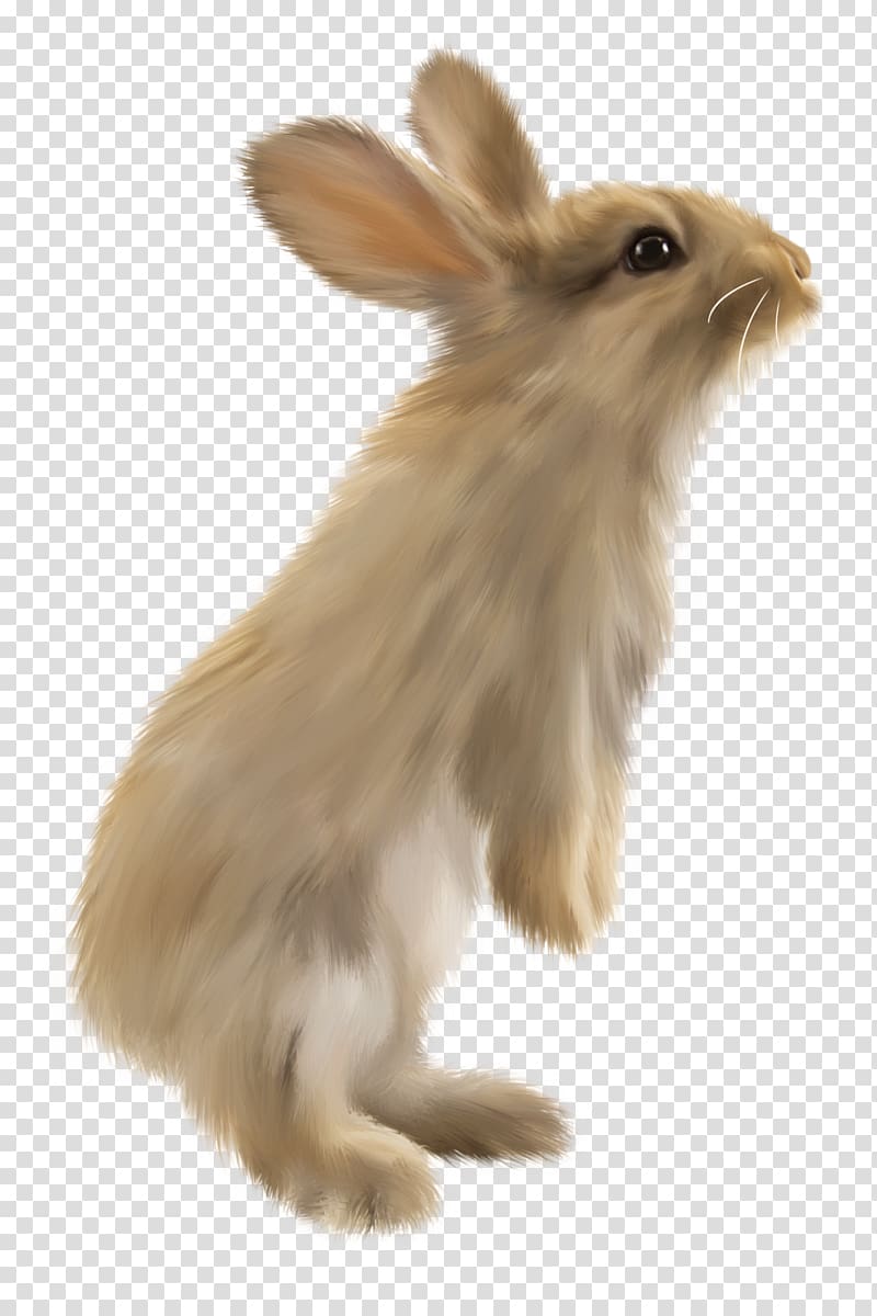 Domestic rabbit Hare Lionhead rabbit Volcano rabbit, rabbit transparent background PNG clipart