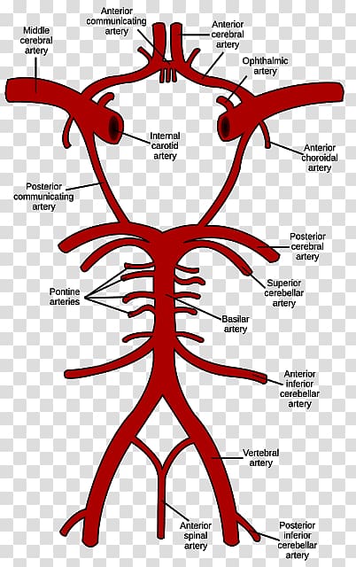 Circle of Willis Brain Vertebral artery Basilar artery, Brain transparent background PNG clipart