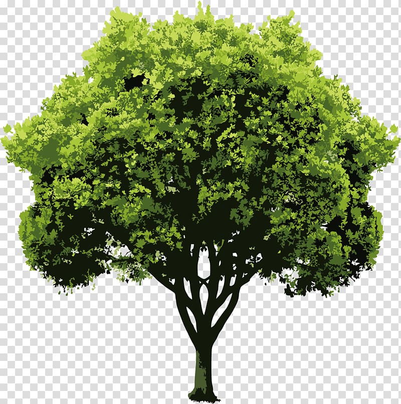 Nature Drawing , trees transparent background PNG clipart