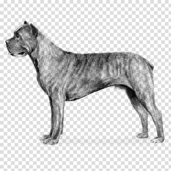 Cane Corso Bullmastiff Airedale Terrier English Mastiff Boxer, puppy transparent background PNG clipart