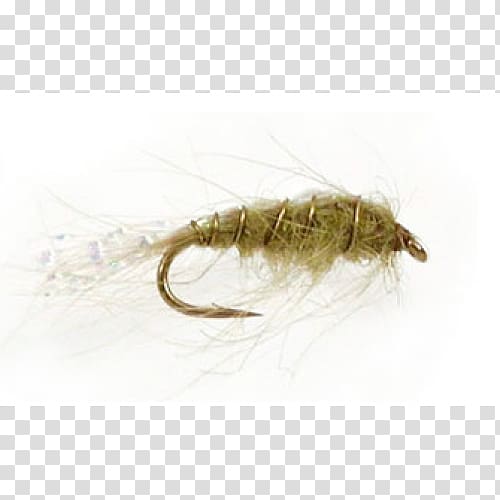 Insect Pest, flying nymph transparent background PNG clipart