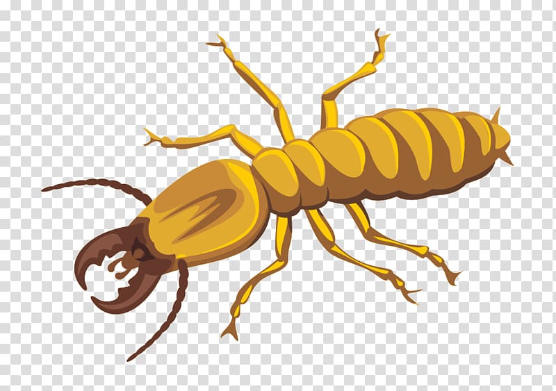 Termite Fountain Hills Pest Control , pest control transparent background PNG clipart