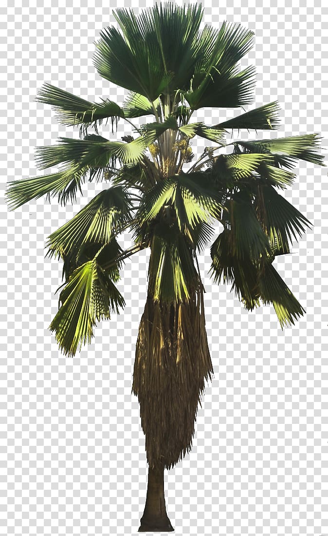 Asian palmyra palm Attalea speciosa Pritchardia pacifica Arecaceae Pritchardia thurstonii, others transparent background PNG clipart