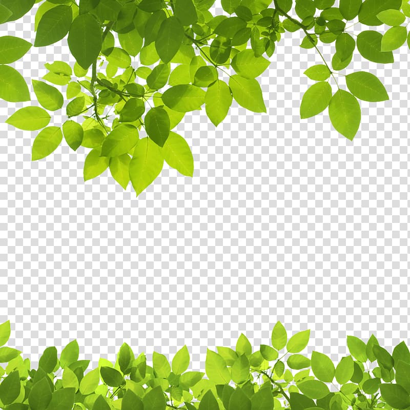 green leafed plant, Leaf Green , Texture Border transparent background PNG clipart
