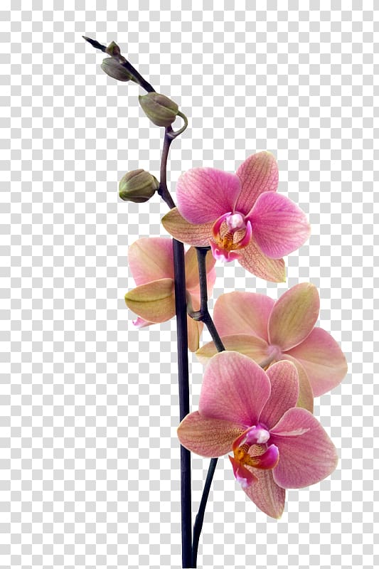 Buffet Menu How to Grow Orchids News design Paper, Menu transparent background PNG clipart