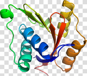 Organism , design transparent background PNG clipart thumbnail