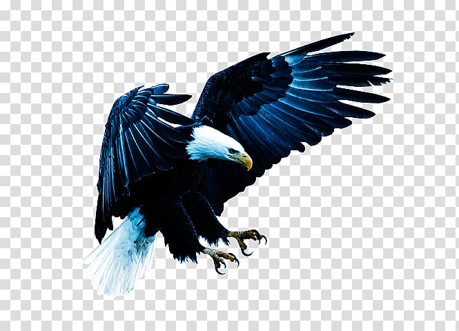 Bald Eagle Bird of prey United States, Bird transparent background PNG clipart