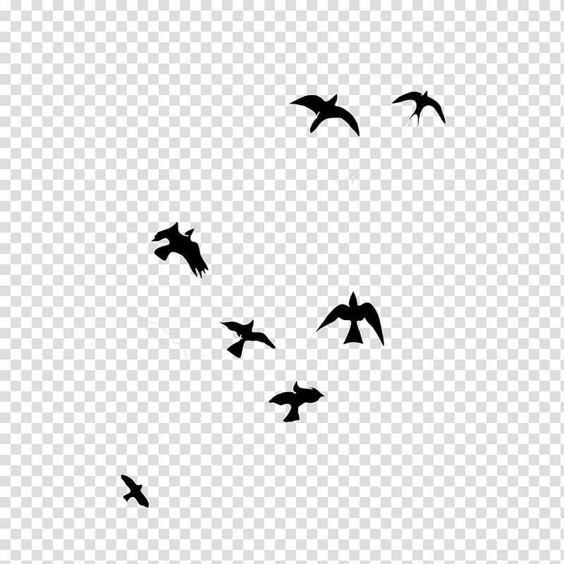 Bird migration Water bird Beak Wing, crow transparent background PNG clipart