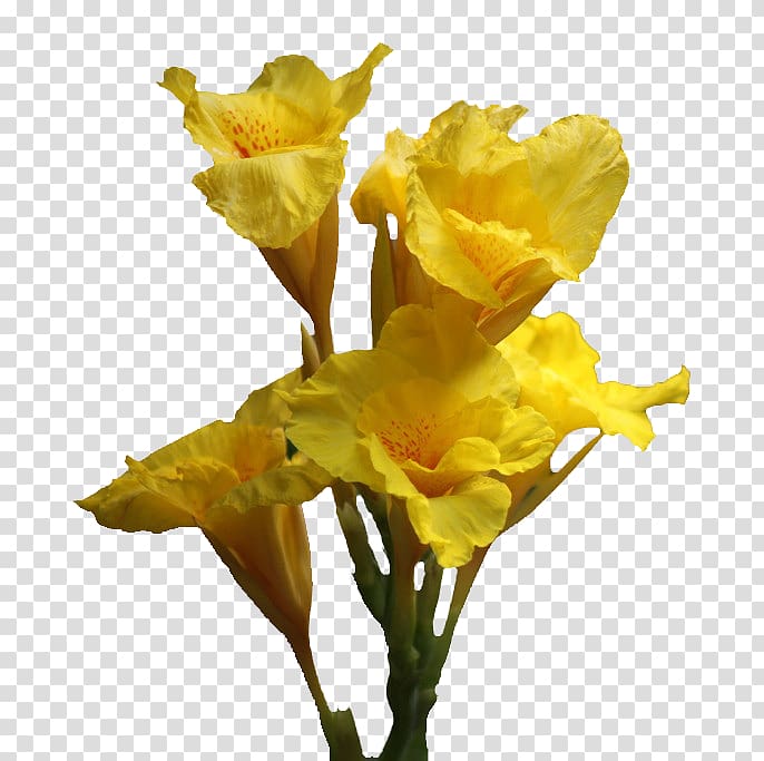 Canna Daffodil Cut flowers Lilium, Cannabis transparent background PNG clipart