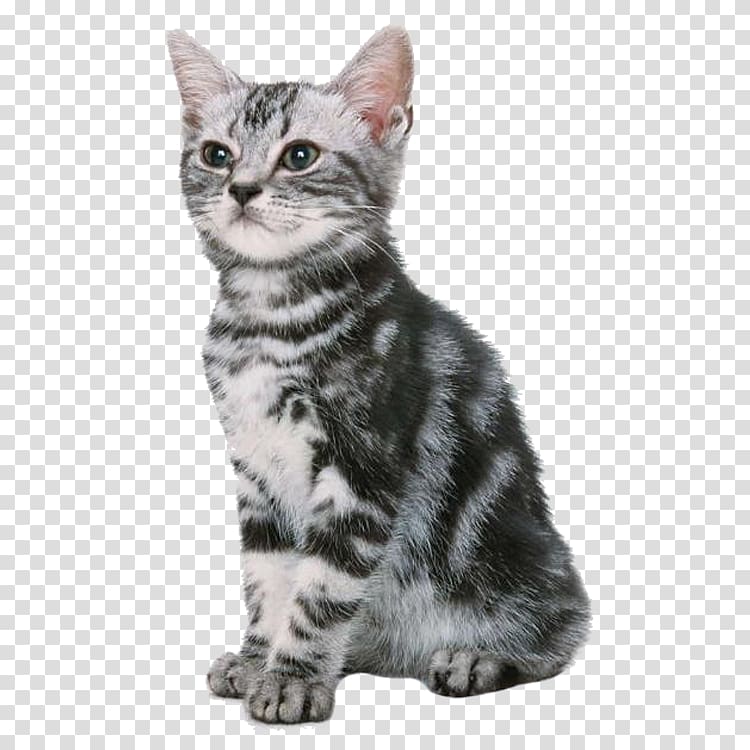 Cat Kitten Dog Puppy Pet, Cute cat transparent background PNG clipart