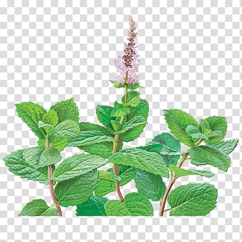 Tea Mentha spicata Organic food Peppermint Holy Basil, tea transparent background PNG clipart