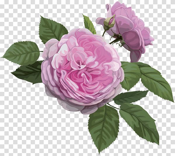Rosa chinensis Best Roses Garden roses, others transparent background PNG clipart