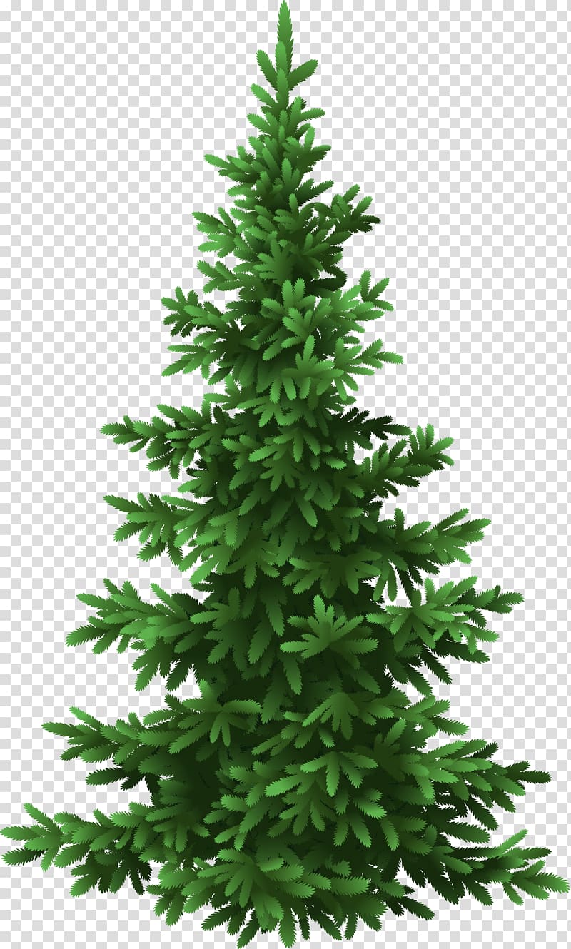 Fir Tree Pine Christmas, fir-tree transparent background PNG clipart