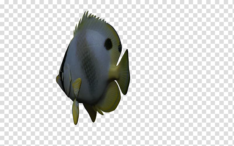 Three-dimensional space 3D computer graphics Geometry, 3D Fish transparent background PNG clipart