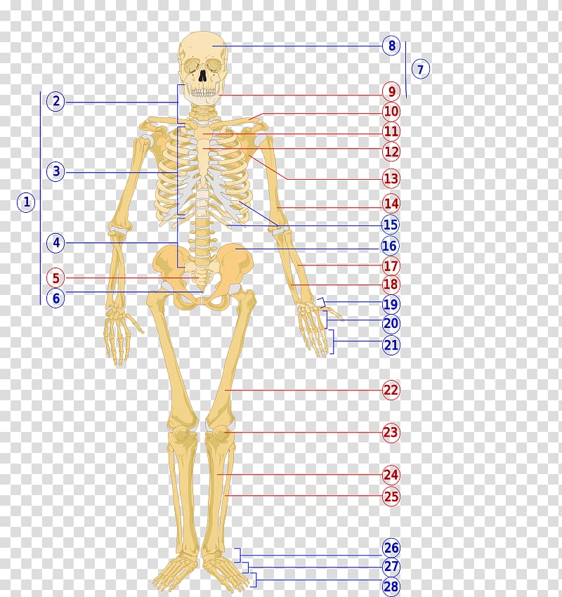 The human skeleton Human body Axial skeleton, bones transparent background PNG clipart