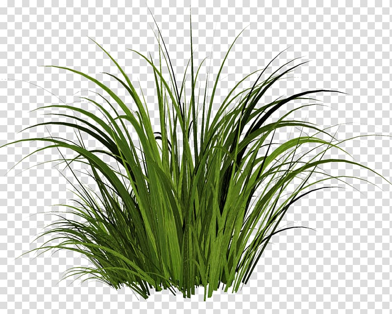 Lawn Rendering , grass transparent background PNG clipart