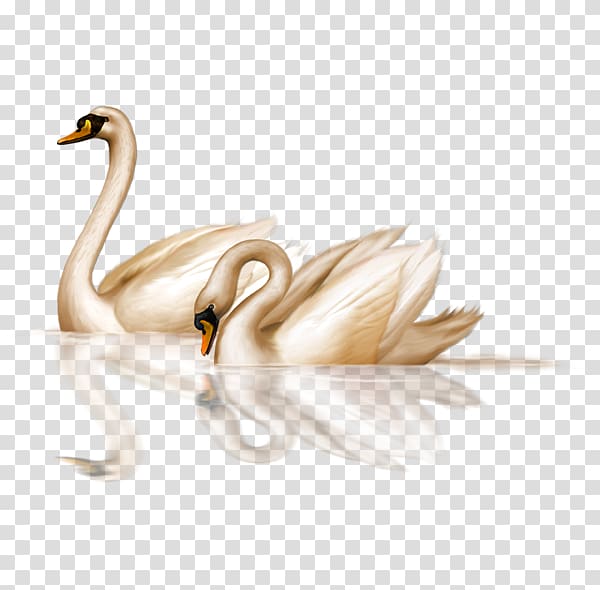 two mute swans, Black swan Bird , swan transparent background PNG clipart