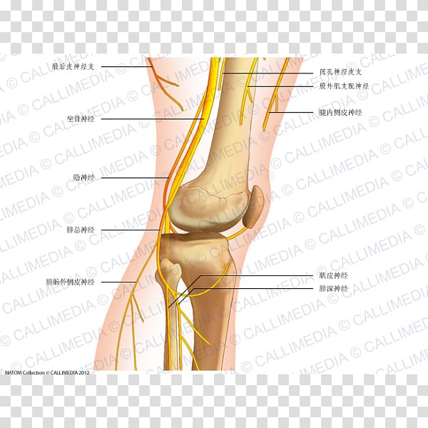 Common peroneal nerve Knee Human anatomy, reproductor transparent background PNG clipart