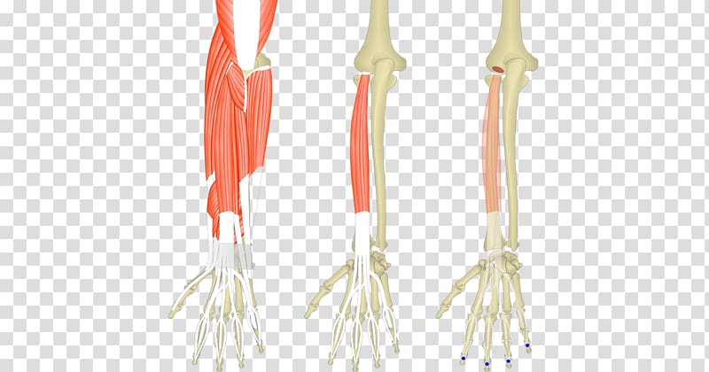 Extensor carpi radialis longus muscle Extensor digitorum muscle Extensor carpi radialis brevis muscle Extensor carpi ulnaris muscle, others transparent background PNG clipart
