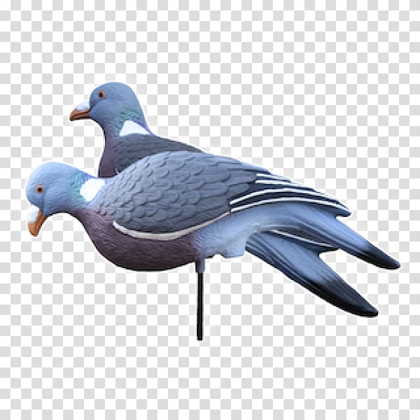 Pigeons and doves Decoy Common wood pigeon Hunting dove, pigeon shooting transparent background PNG clipart