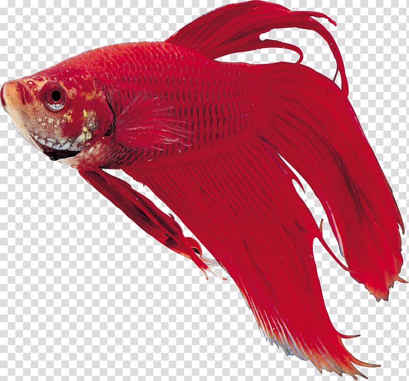 Goldfish Ornamental fish, fish transparent background PNG clipart