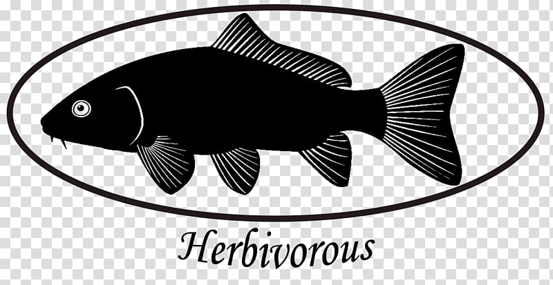 Fish Common carp Black and white Silhouette, fish transparent background PNG clipart