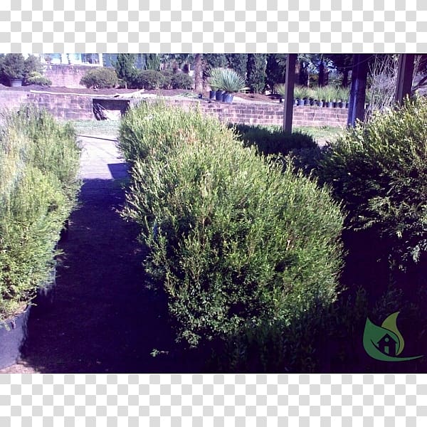 Hedge Landscape Landscaping Grasses Biome, Bellandris Rehner Garden Center transparent background PNG clipart