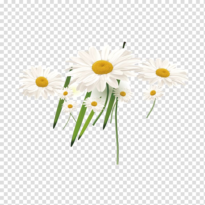 Common sunflower Euclidean , White sun flower decoration transparent background PNG clipart