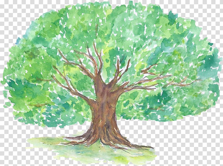 Woody plant Tree Organism, elements of life transparent background PNG clipart