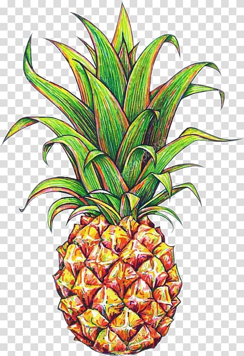 Pineapple Drawing Tropical fruit, pineapple transparent background PNG clipart