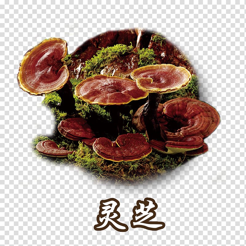 Lingzhi mushroom Dietary supplement Fungus Medicine, Ganoderma herbs medicine plant transparent background PNG clipart